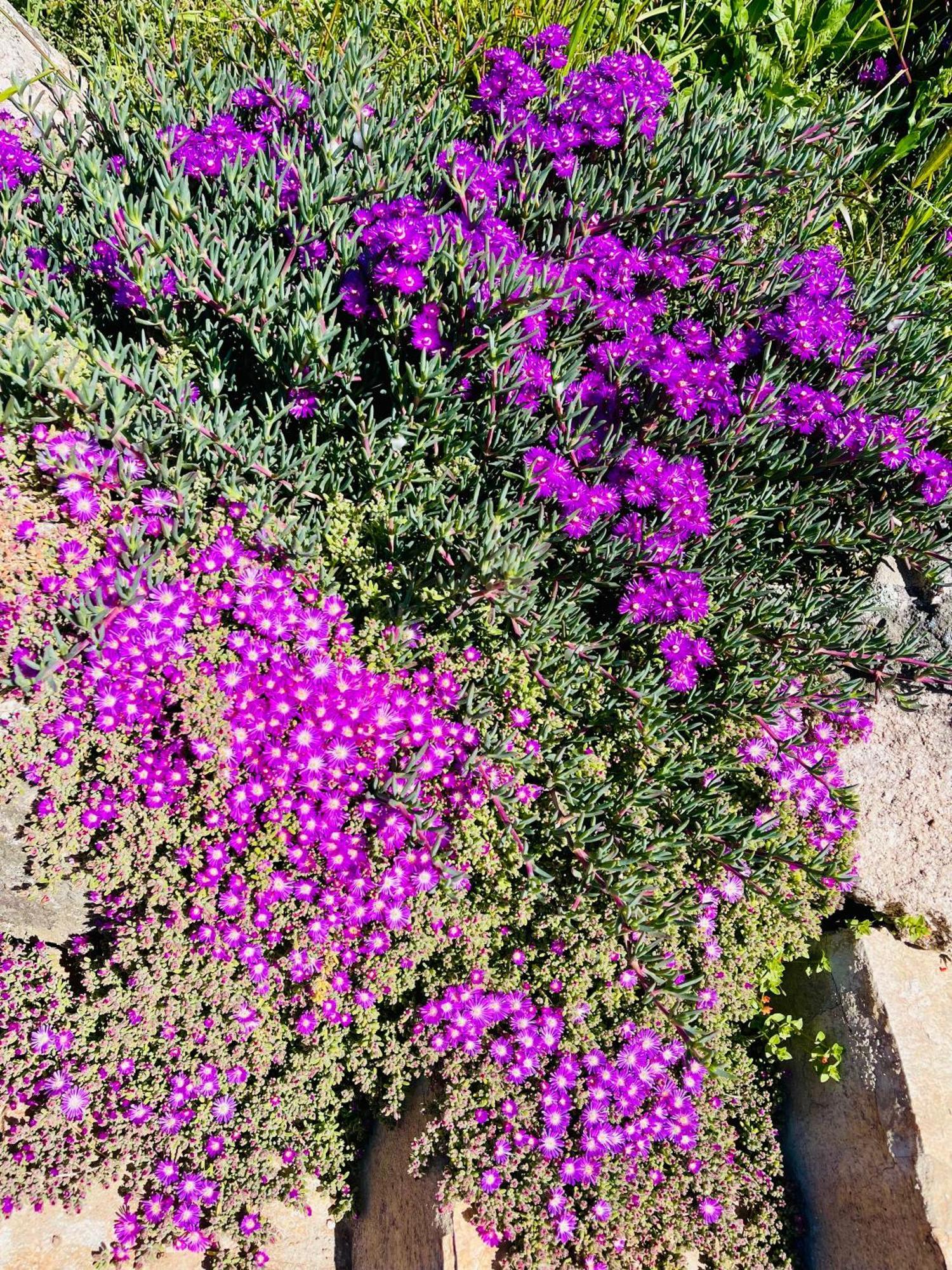 Agriturismo Bed And Breakfast Tanca Taroni Telti Kültér fotó